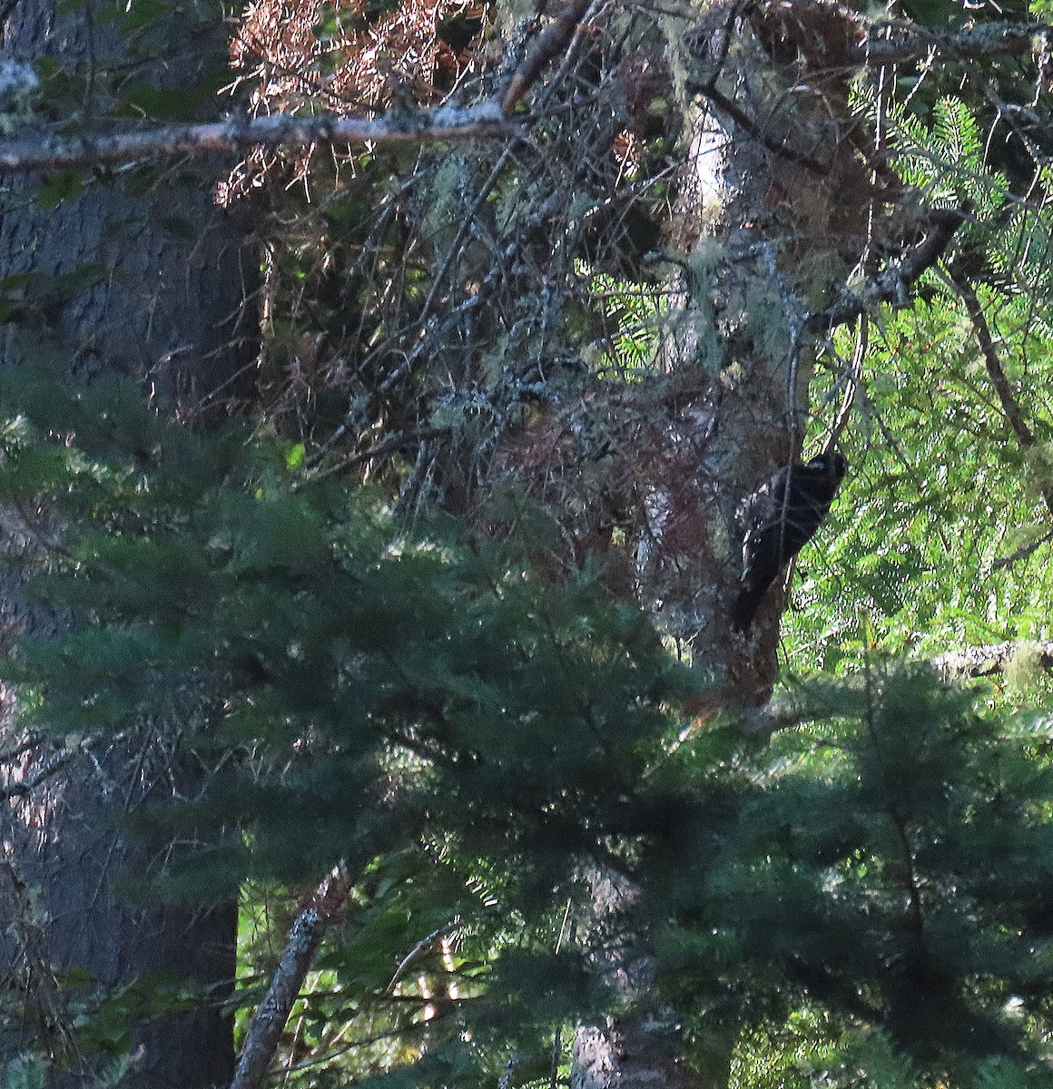 Black-backed Woodpecker - ML623375812
