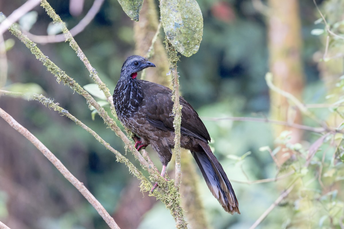 Bearded Guan - ML623375823