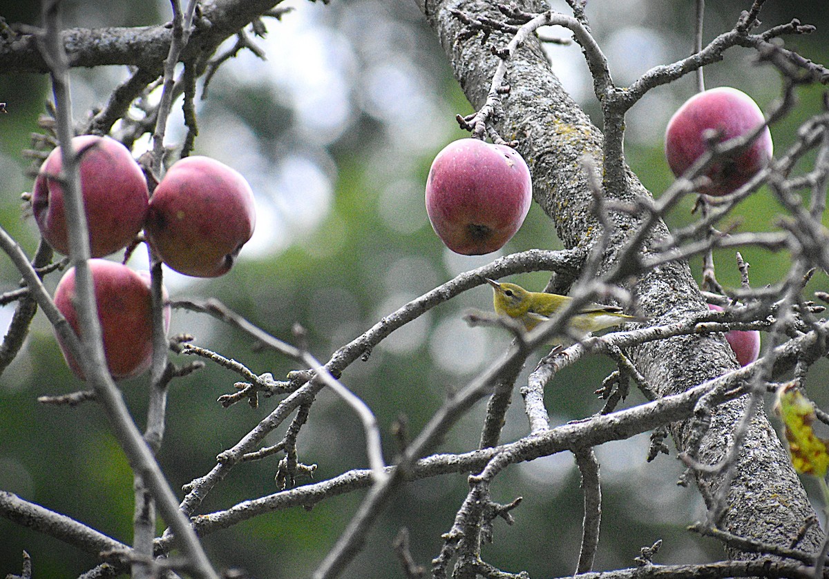 Tennessee Warbler - ML623375865