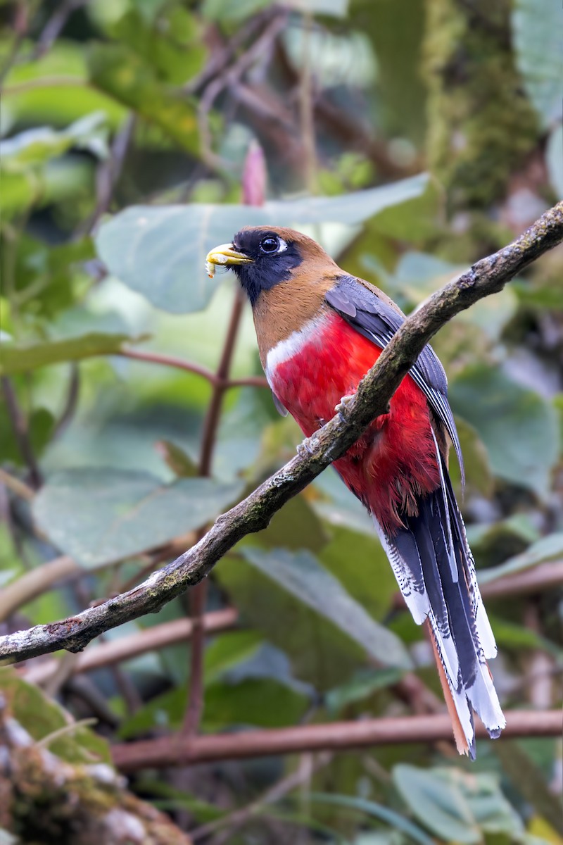 Masked Trogon - ML623375889