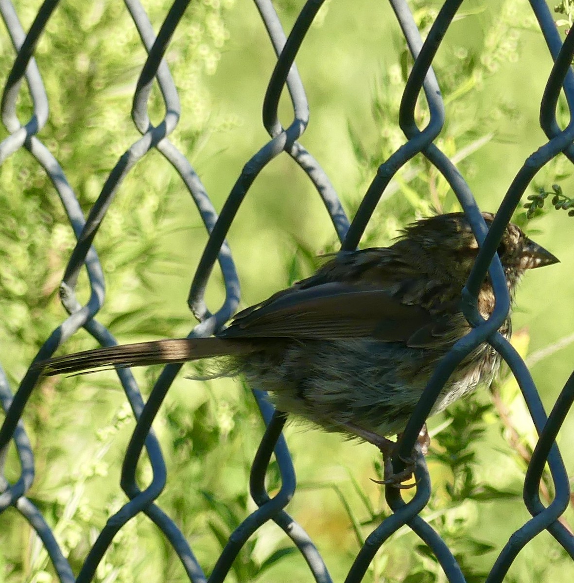 Song Sparrow - ML623375907