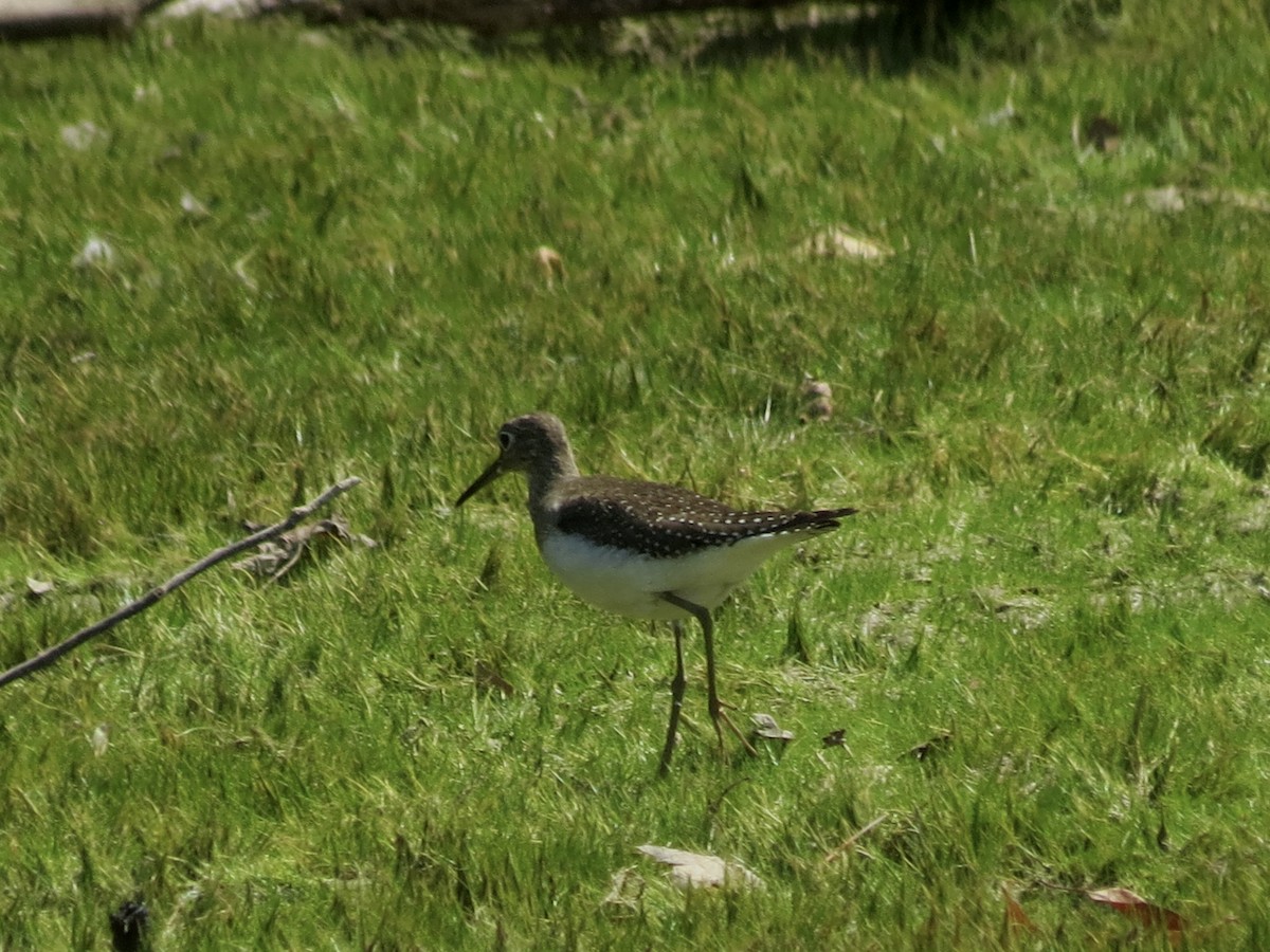 Solitary Sandpiper - Michael Rosengarten