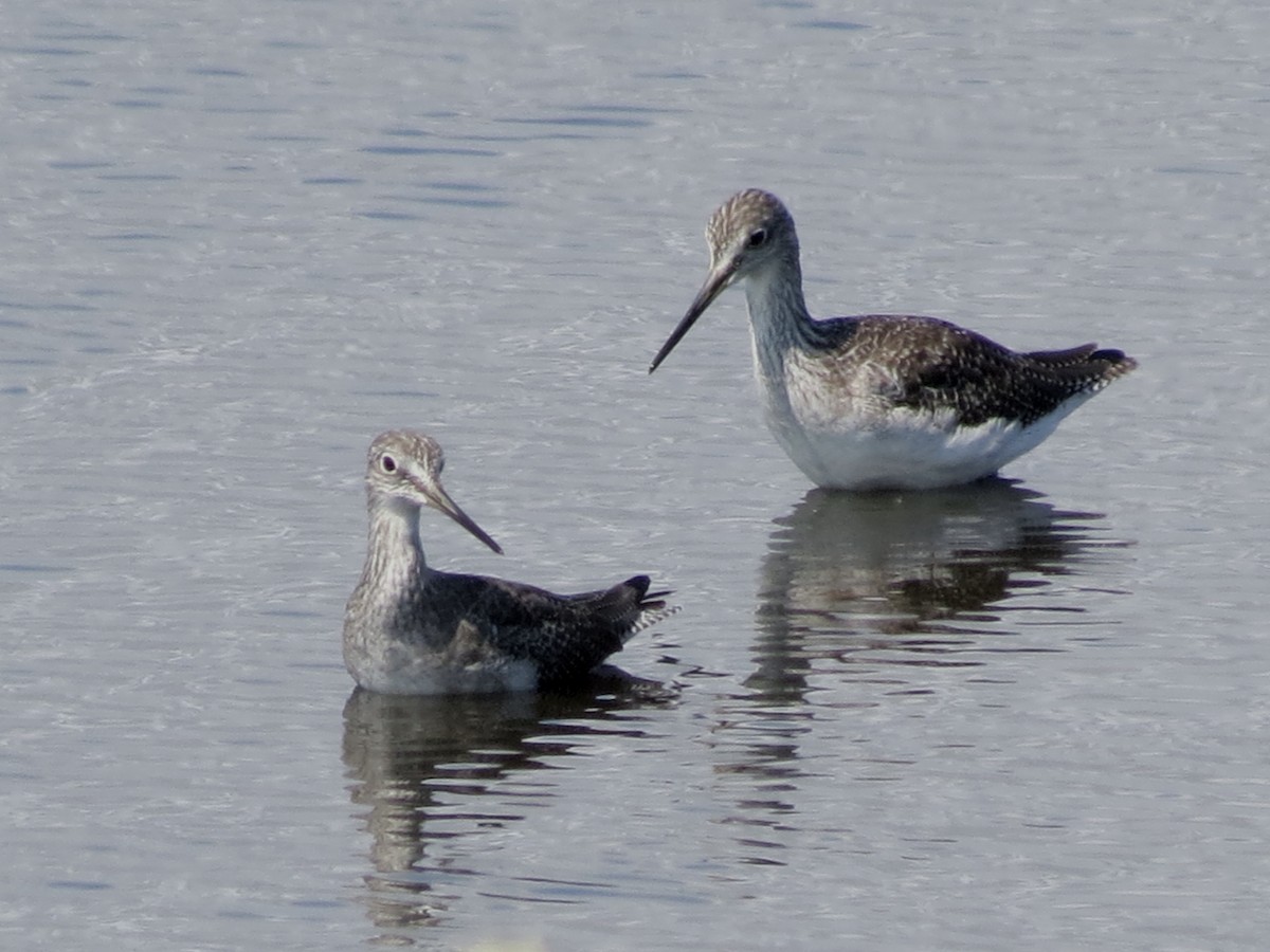 Greater Yellowlegs - Michael Rosengarten