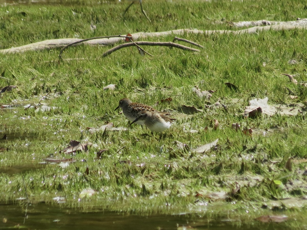 pygmésnipe - ML623376040