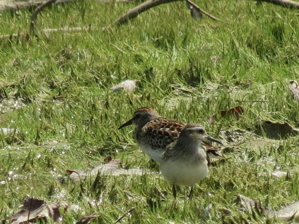 pygmésnipe - ML623376041