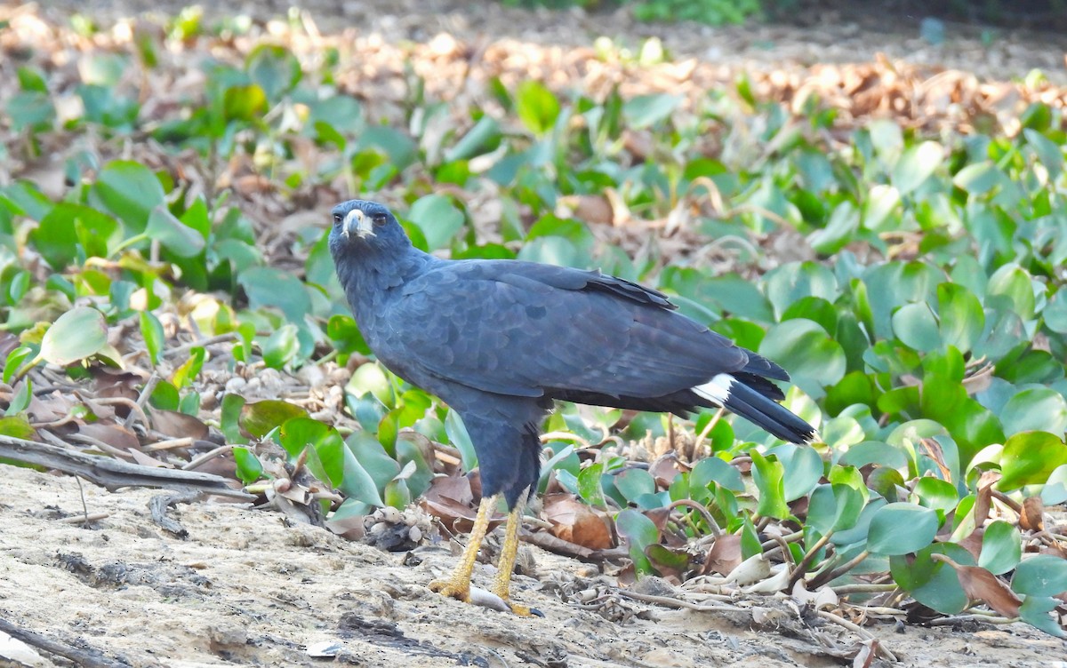 Great Black Hawk (Southern) - ML623376061