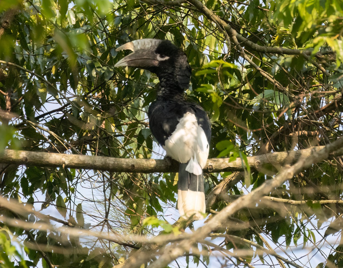 Cálao Patiblanco - ML623376069