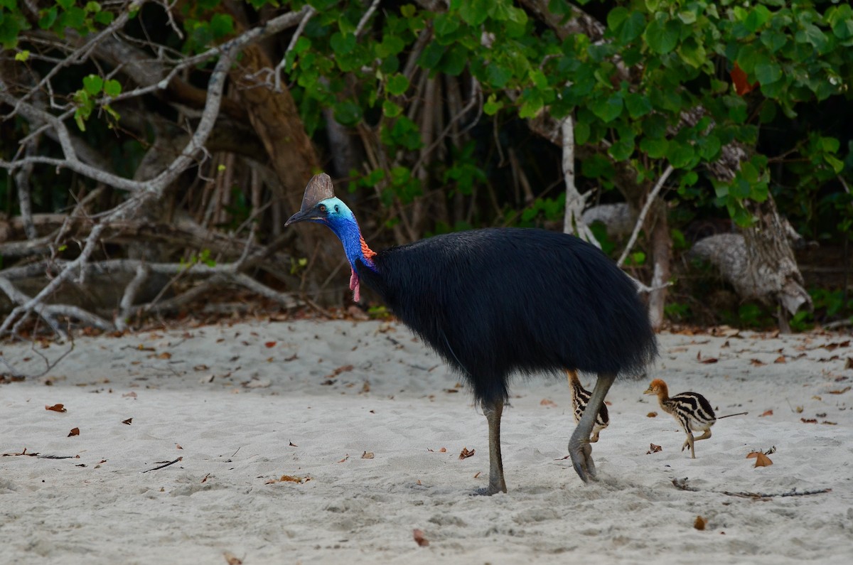 Southern Cassowary - ML623376094
