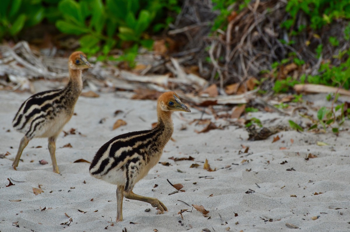 Southern Cassowary - ML623376097