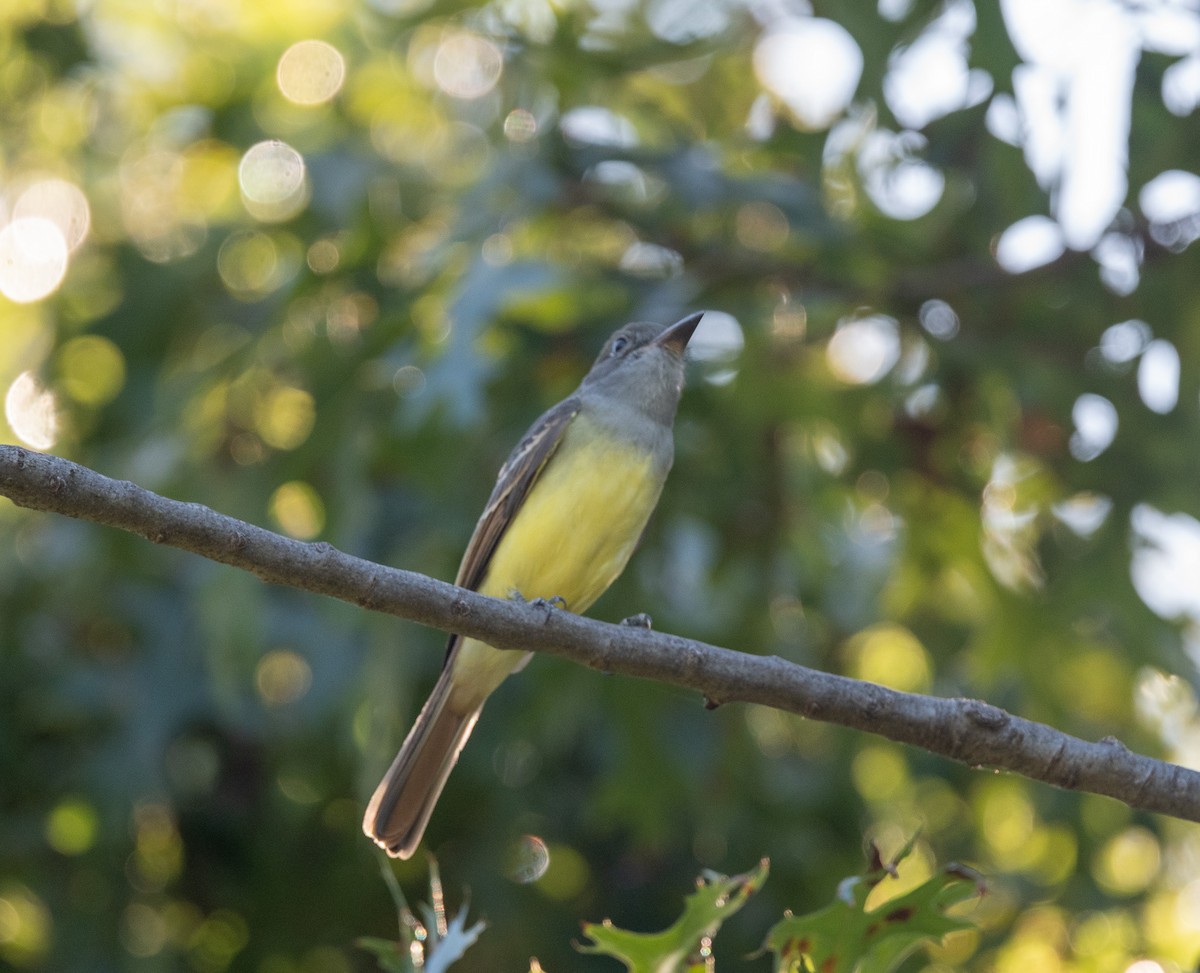 Great Crested Flycatcher - ML623376155