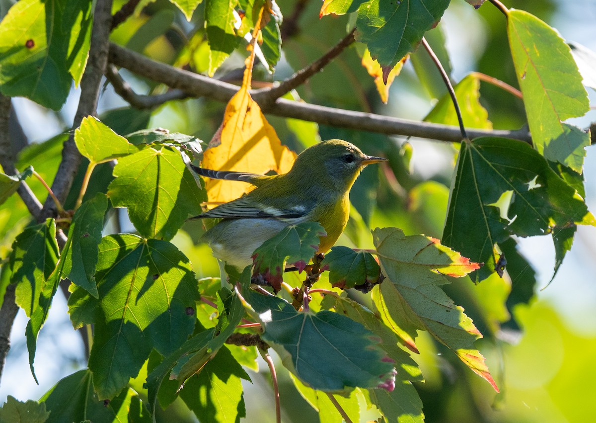 Northern Parula - ML623376183