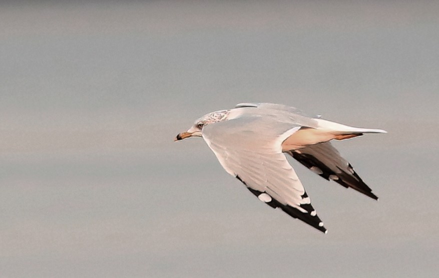 Ring-billed Gull - ML623376191