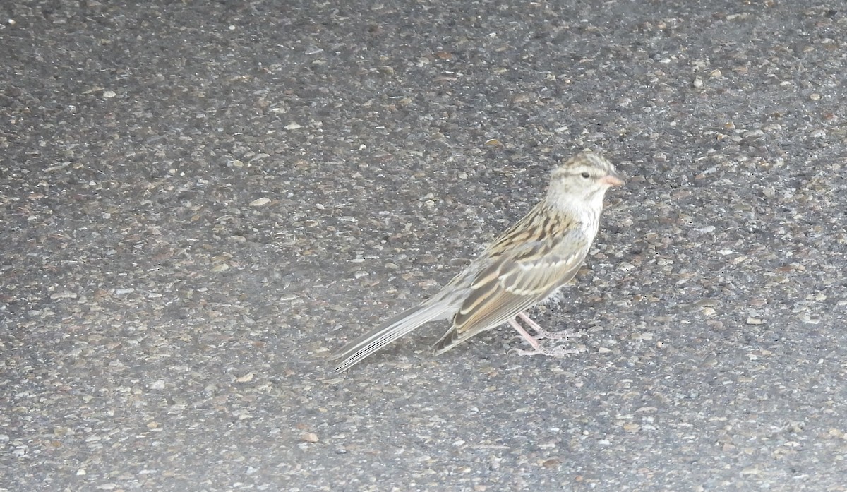 Chipping Sparrow - ML623376208