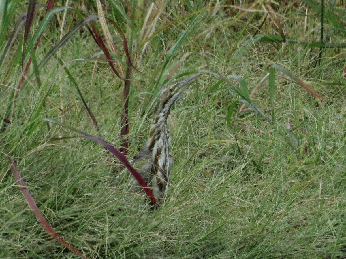 American Bittern - Michael Rosengarten