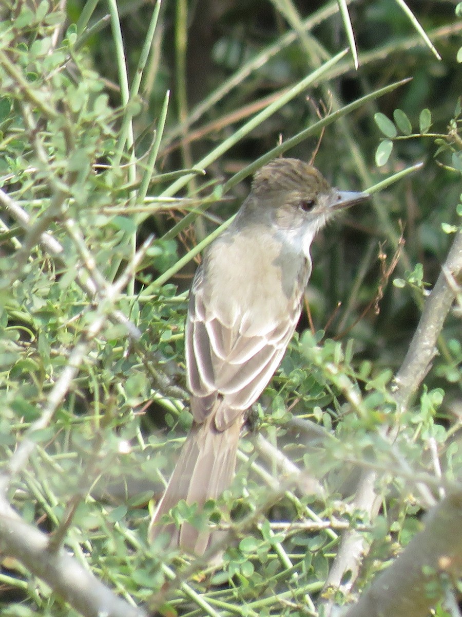 Brown-crested Flycatcher - ML623376291