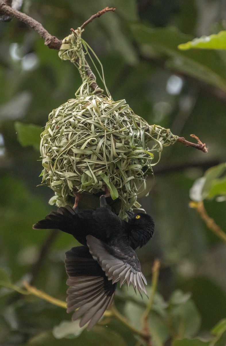 Vieillot's Black Weaver - ML623376302