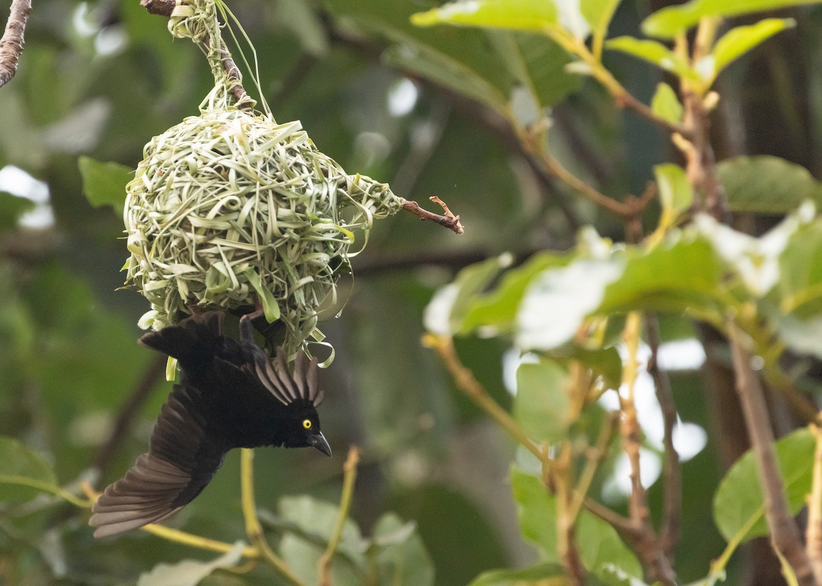 Vieillot's Black Weaver - ML623376303