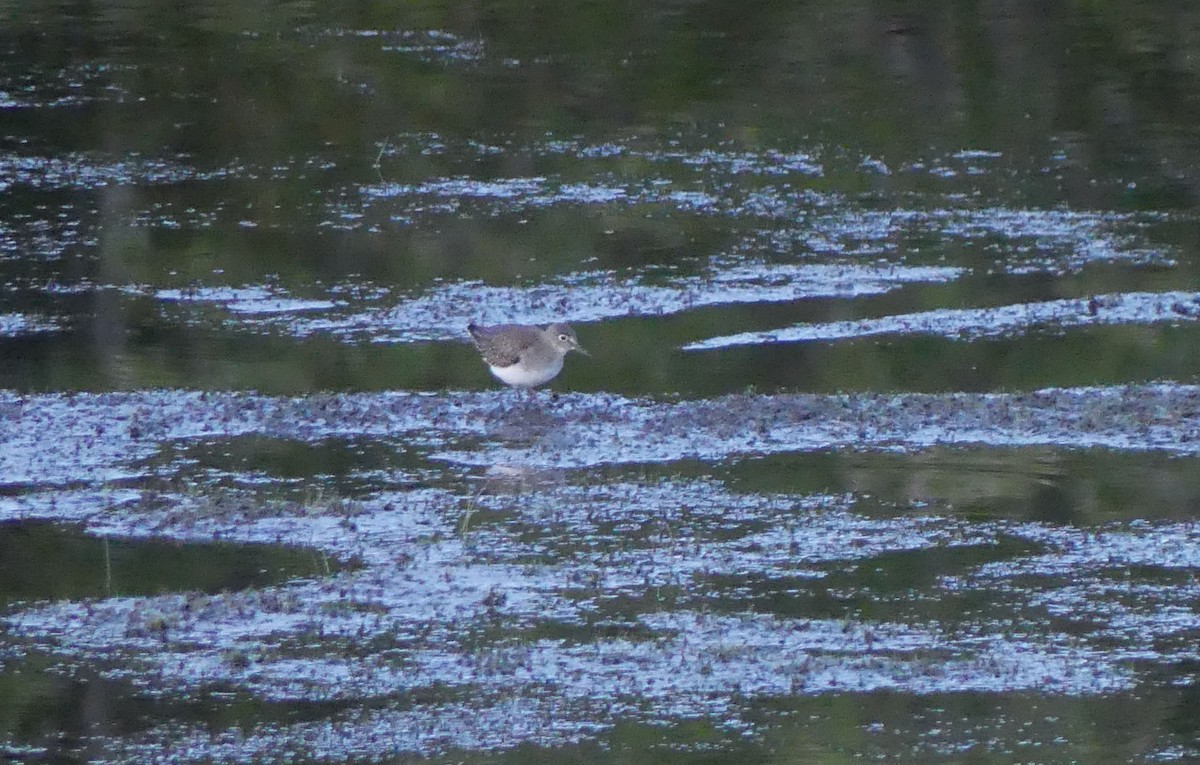 Solitary Sandpiper - ML623376323