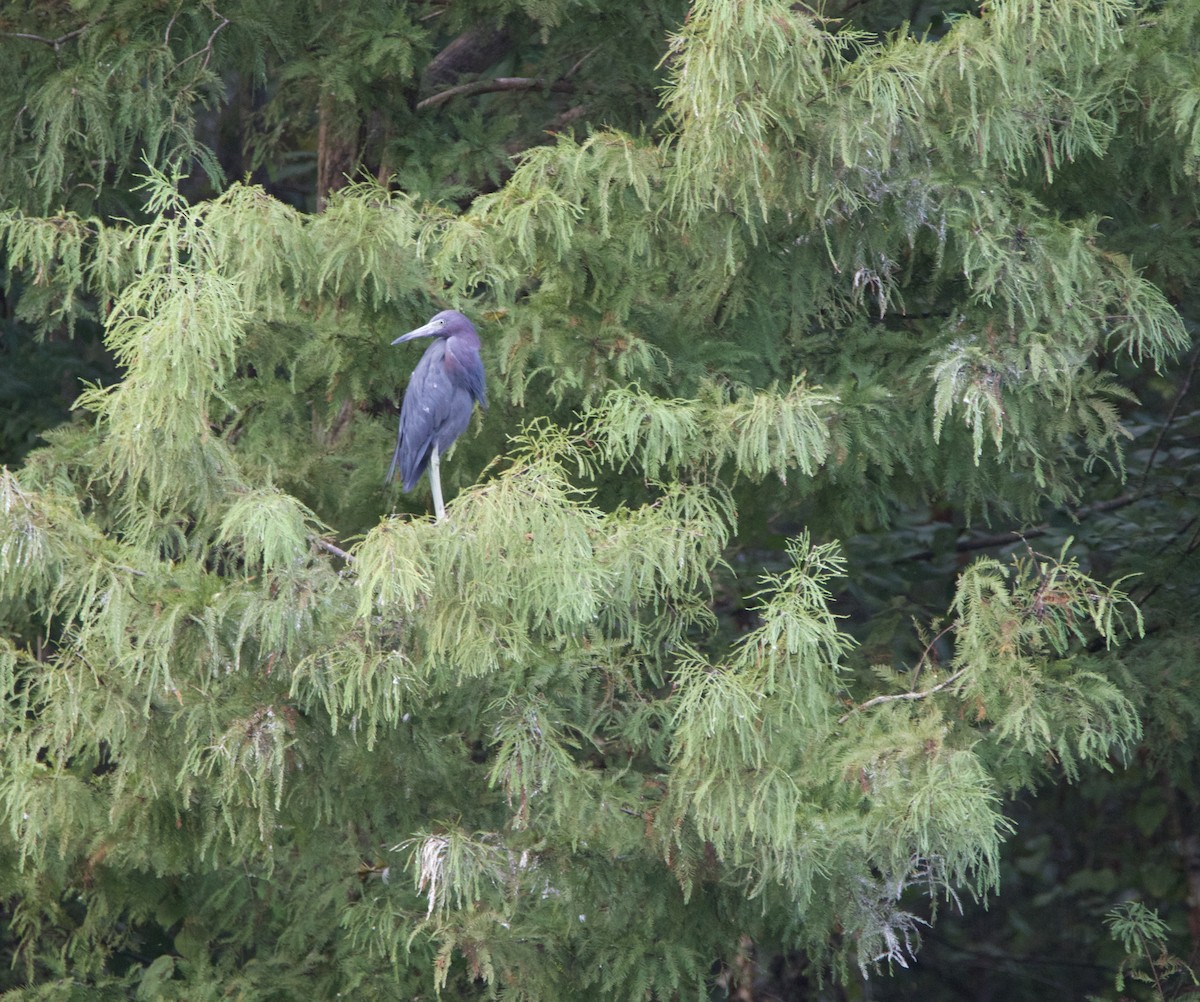 Little Blue Heron - ML623376327