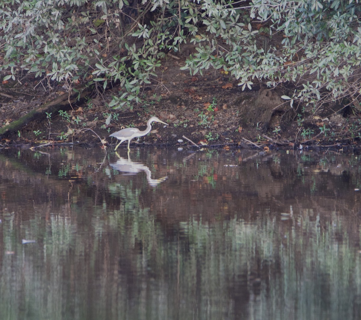 Tricolored Heron - ML623376336