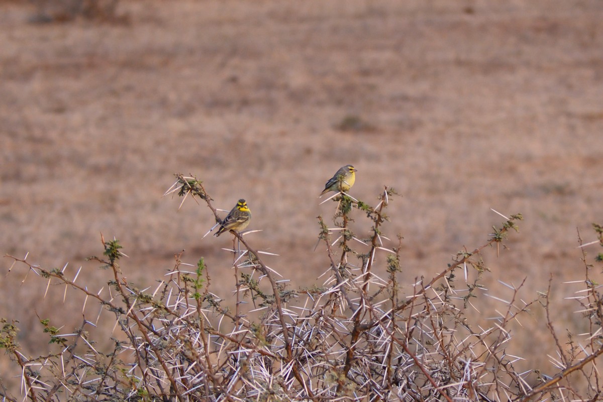 Yellow-fronted Canary - ML623376350