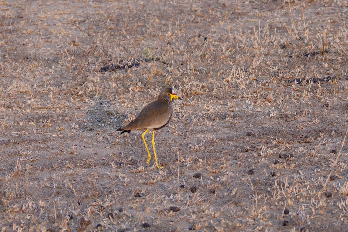 Wattled Lapwing - ML623376352