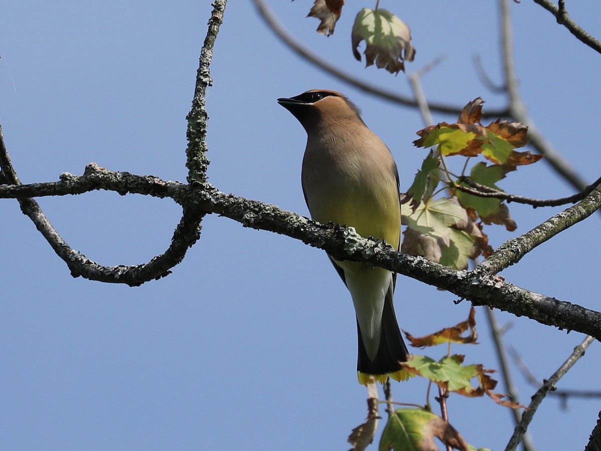 Cedar Waxwing - ML623376376