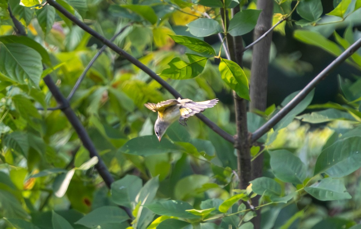 American Redstart - ML623376395