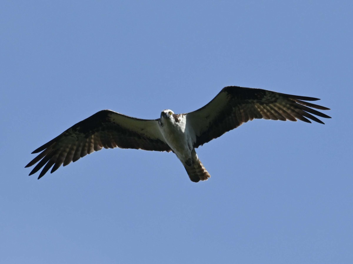 Osprey - ML623376429