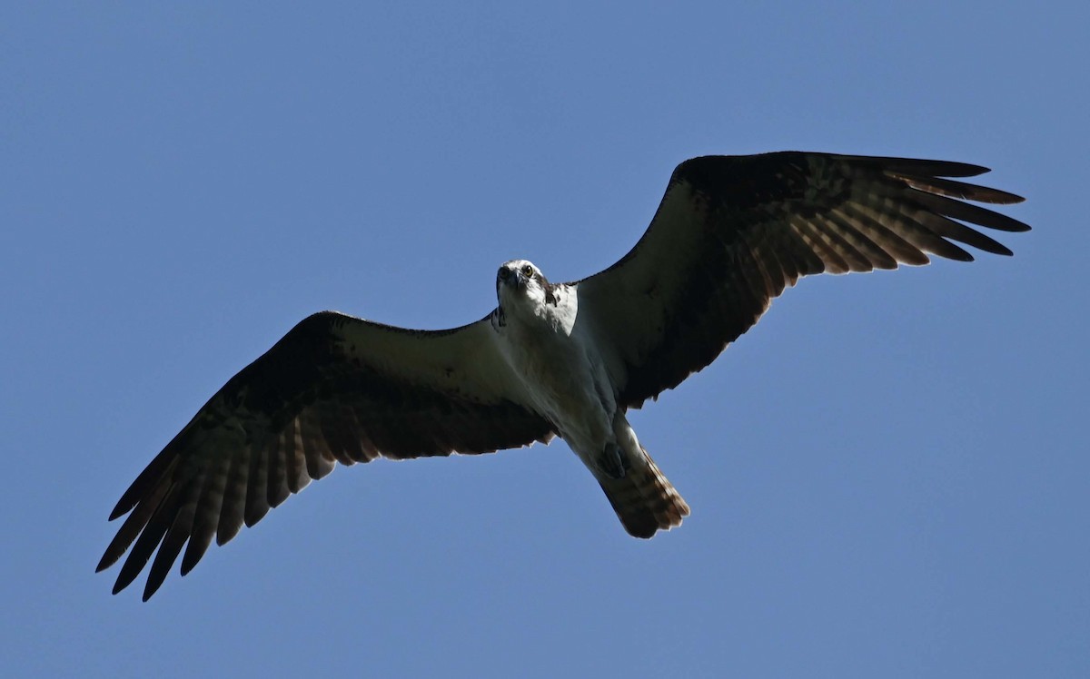 Osprey - ML623376430
