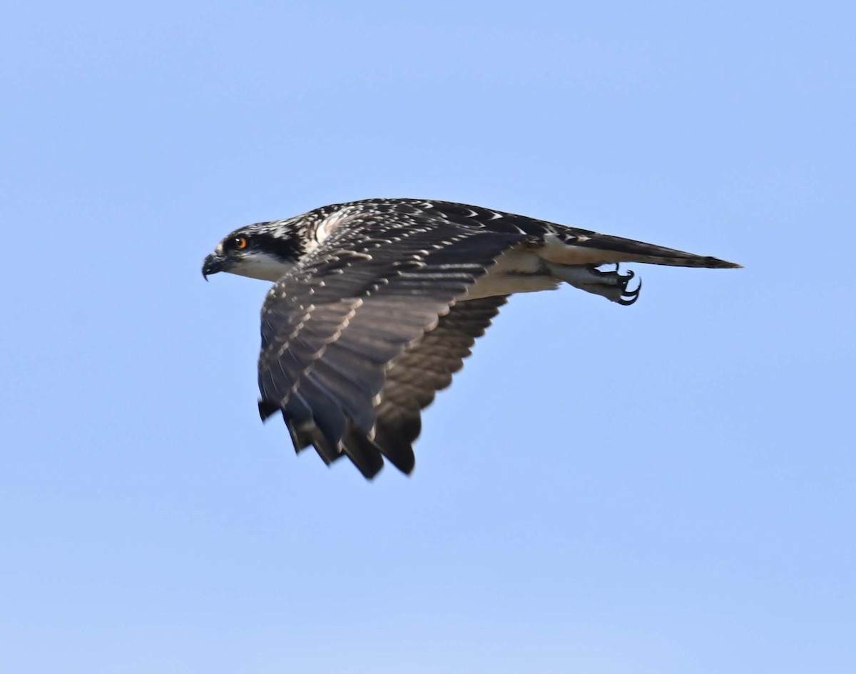Osprey - ML623376431