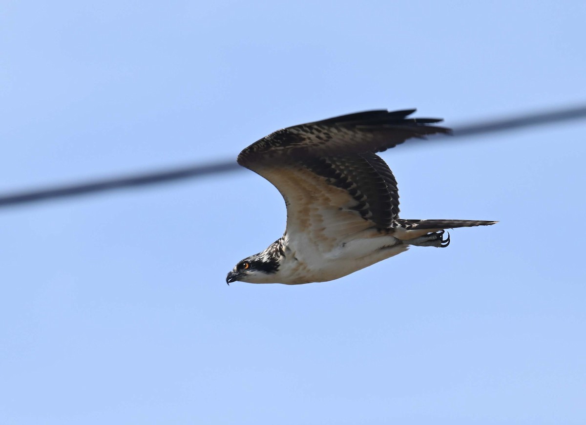 Osprey - ML623376432