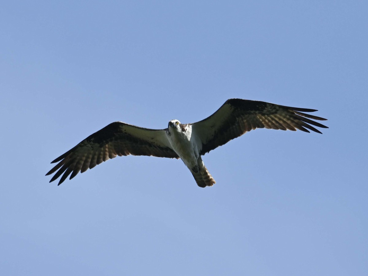 Osprey - ML623376433