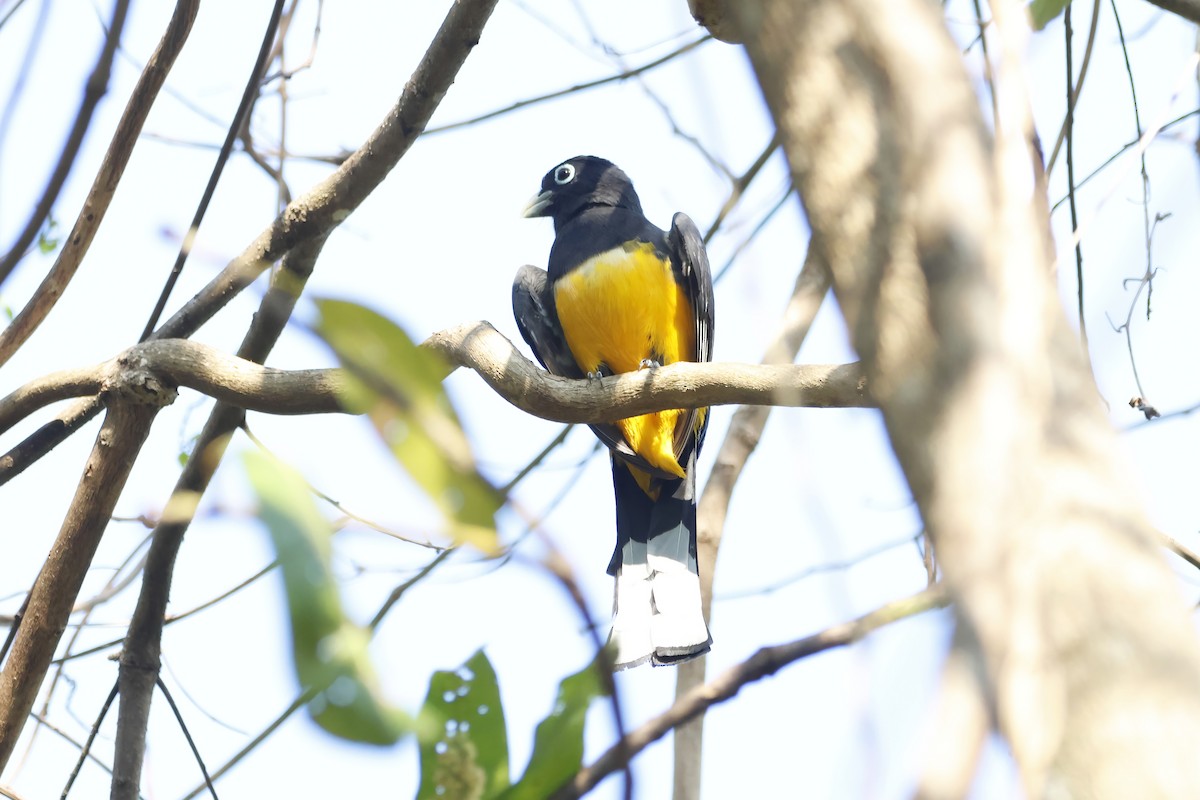 Black-headed Trogon - ML623376493