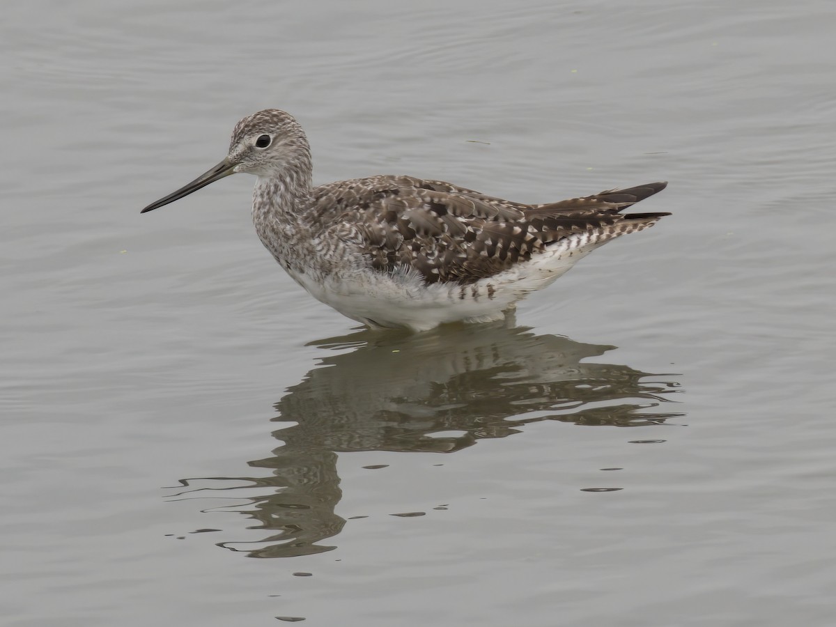 Greater Yellowlegs - ML623376519