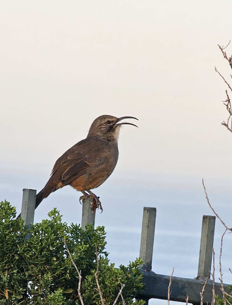 California Thrasher - ML623376522