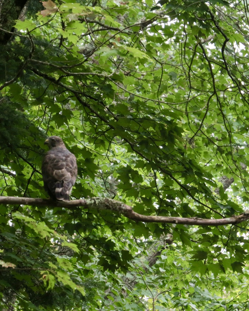 Broad-winged Hawk - ML623376602