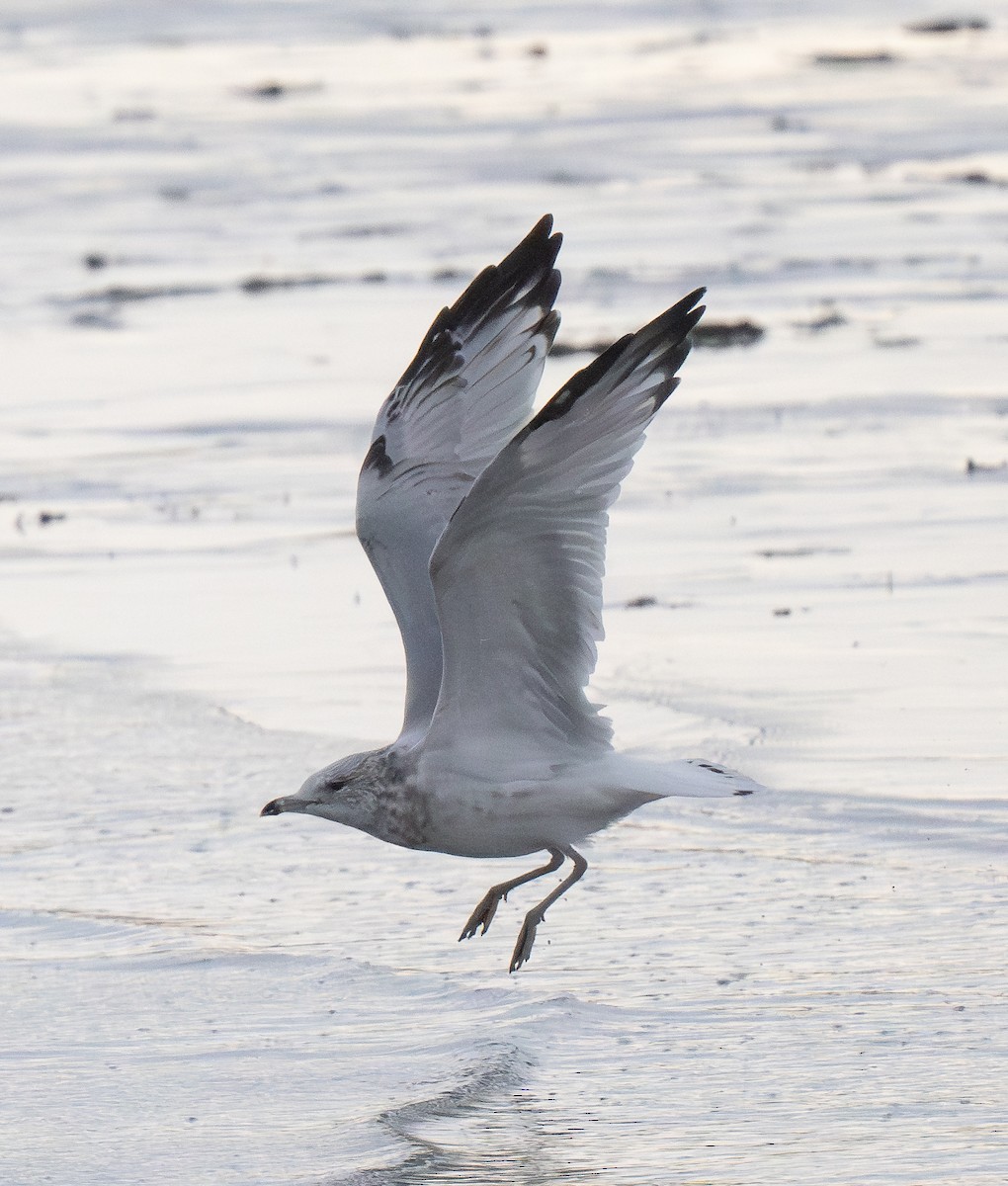 Ring-billed Gull - Buzz Scher