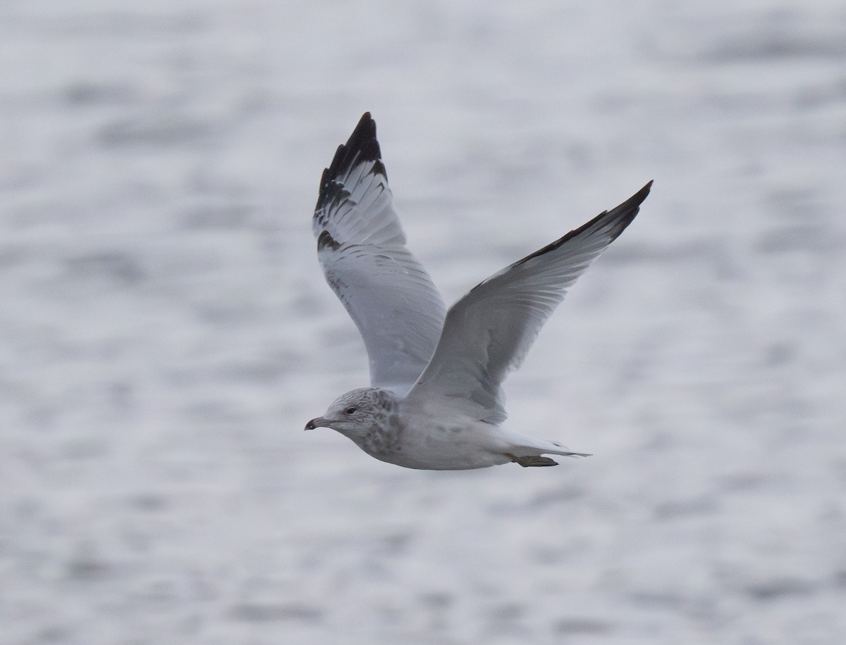 Ring-billed Gull - ML623376620