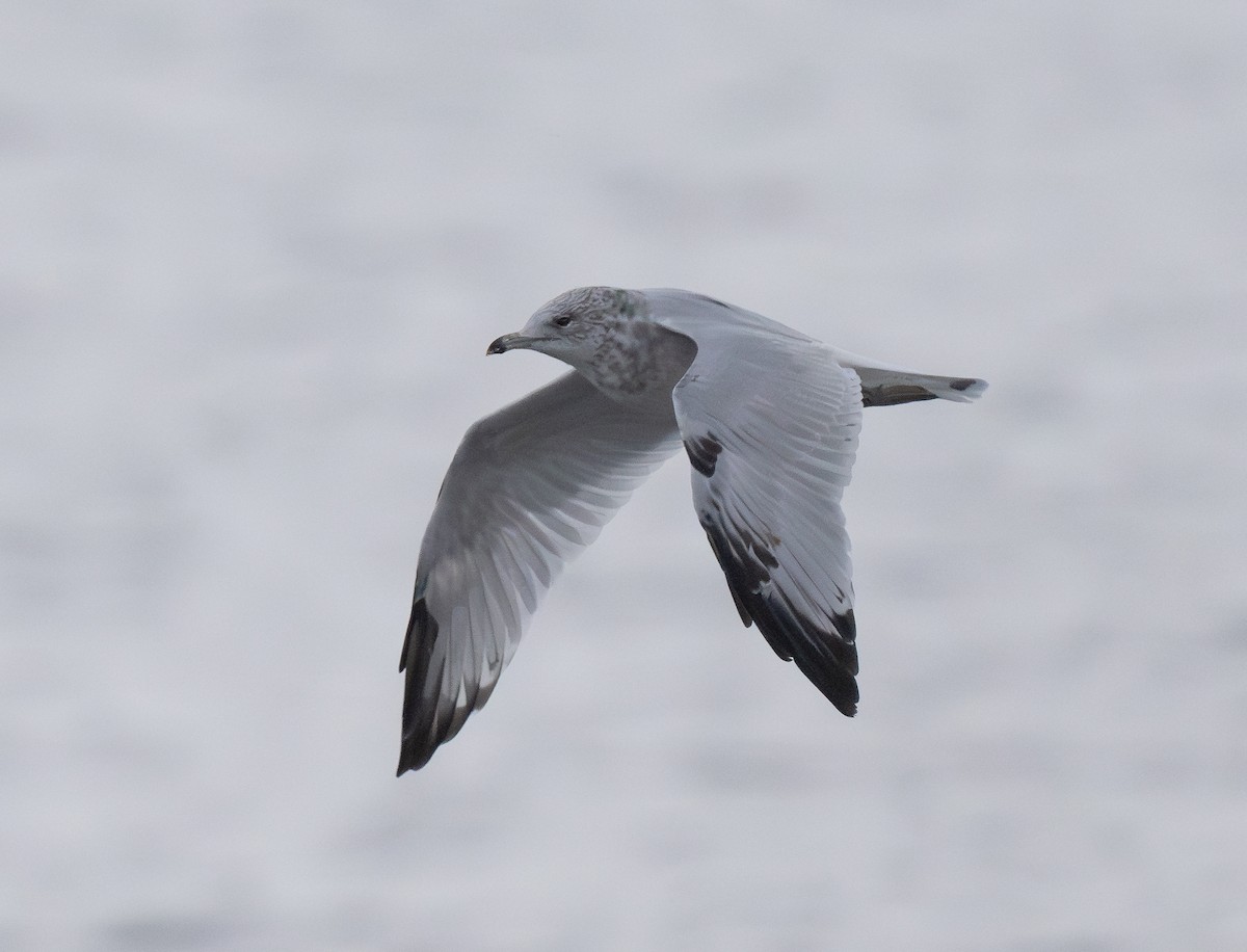 Ring-billed Gull - ML623376621