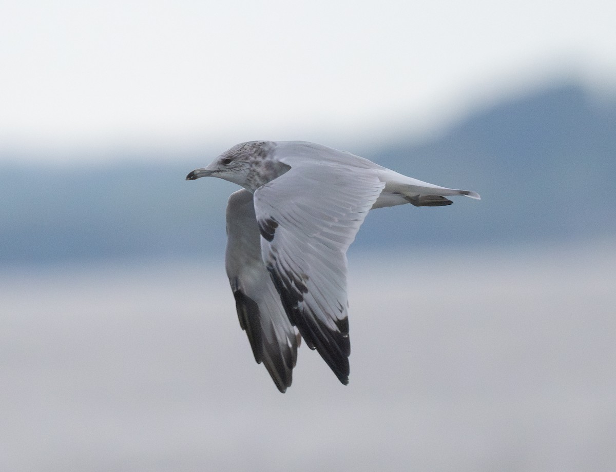 Ring-billed Gull - ML623376622