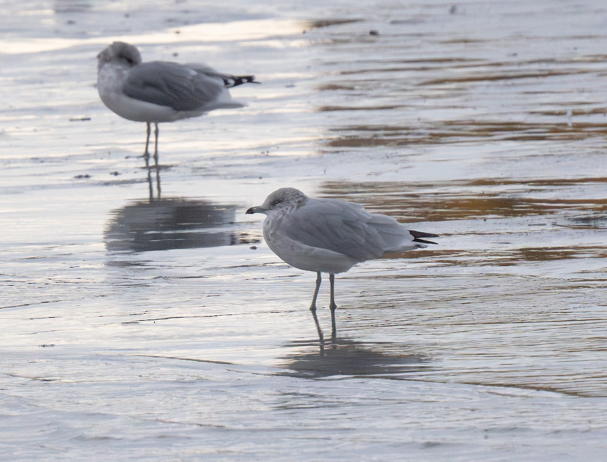 Ring-billed Gull - ML623376623