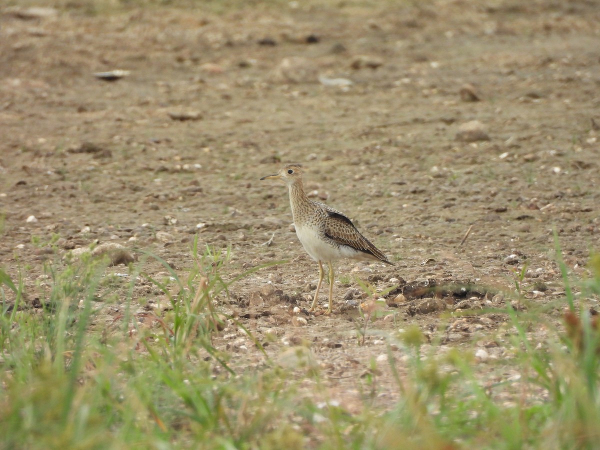 Upland Sandpiper - ML623376720