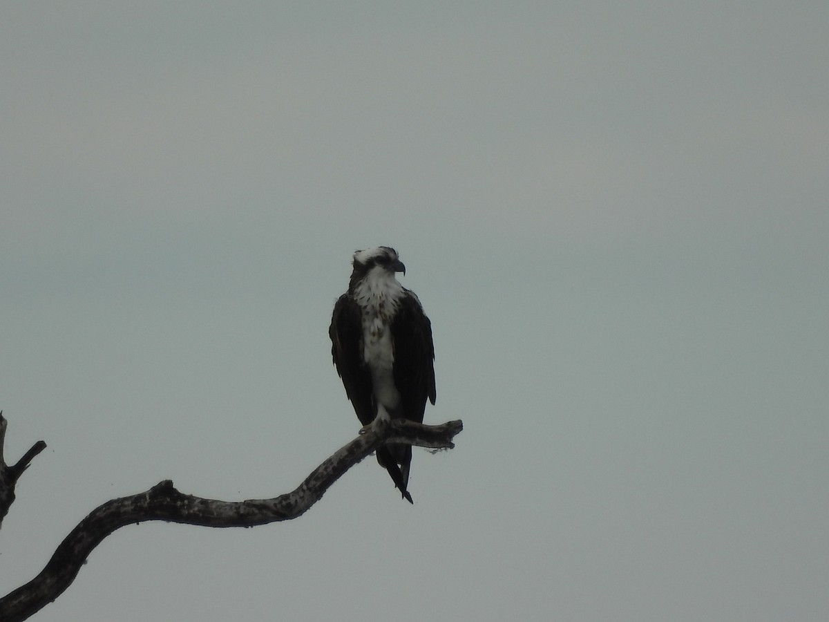 Osprey - ML623376725