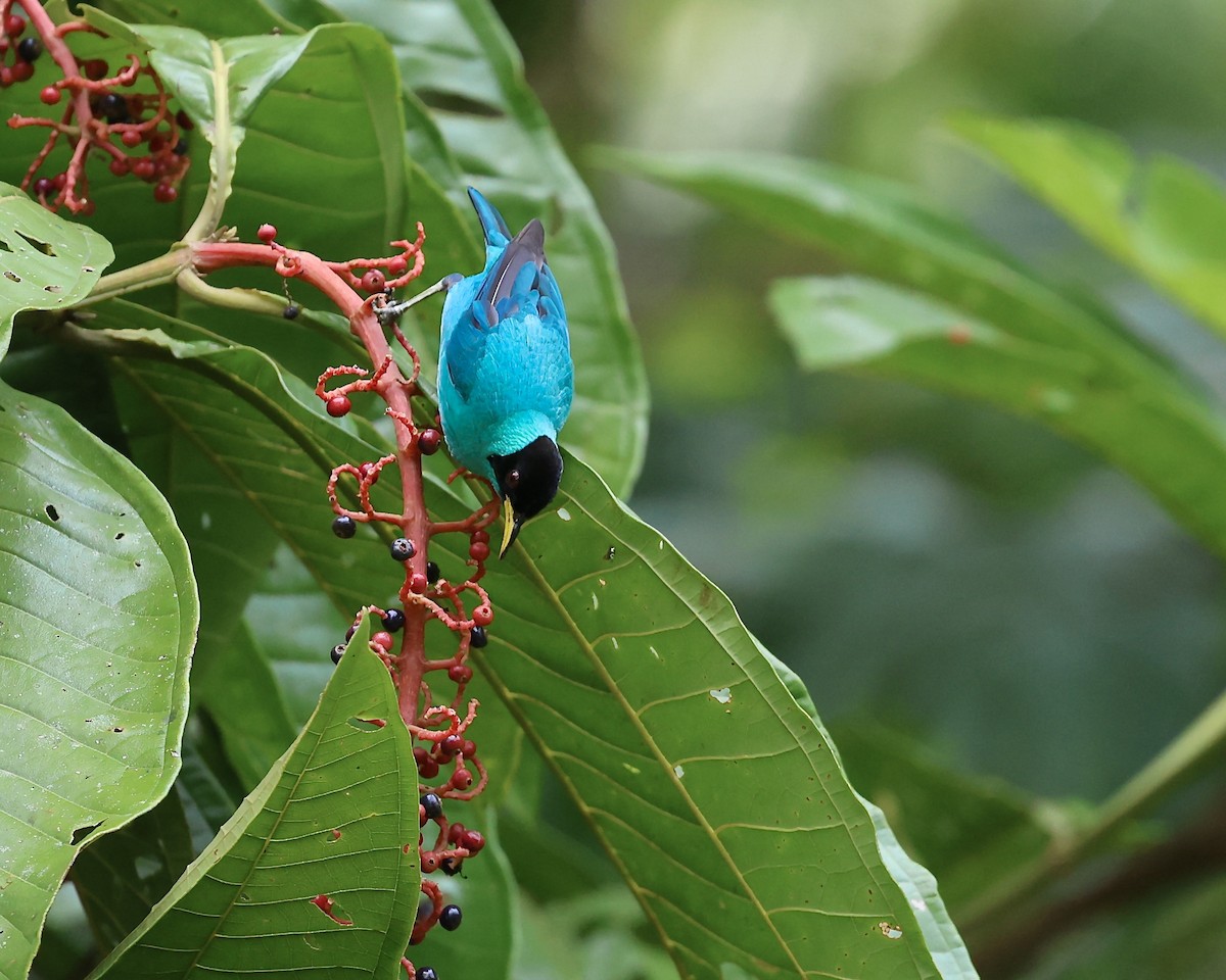 Green Honeycreeper - Aruna Dissanayake