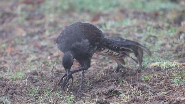 Superb Lyrebird - ML623376753