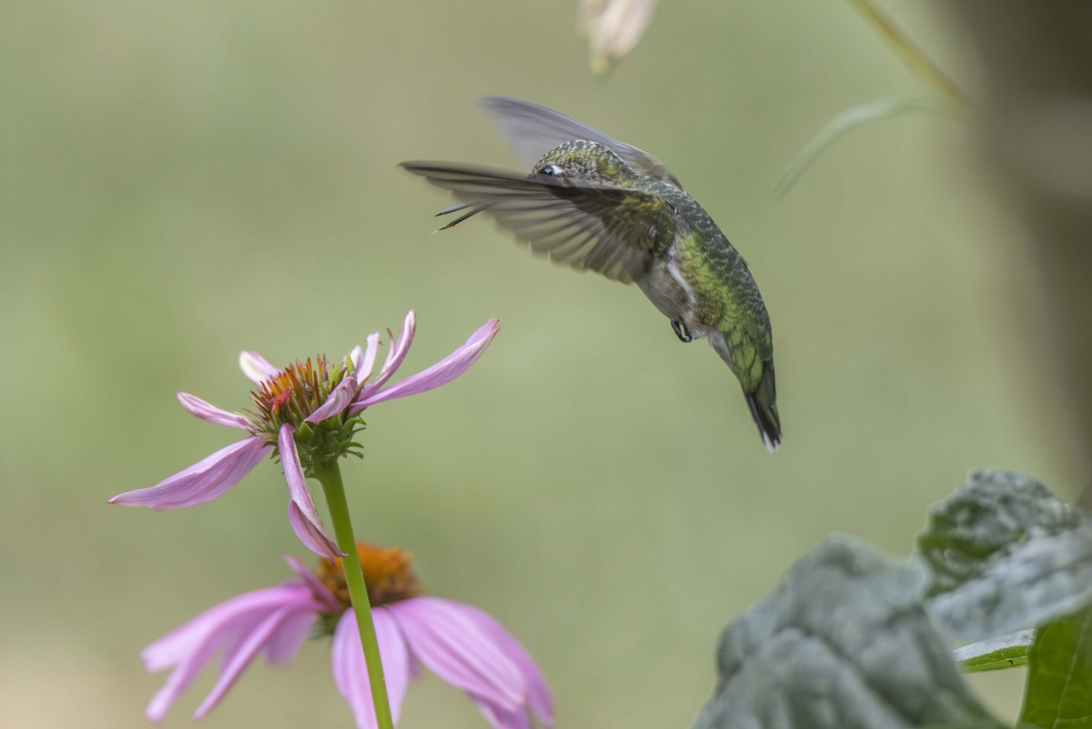 Ruby-throated Hummingbird - Ed Wransky