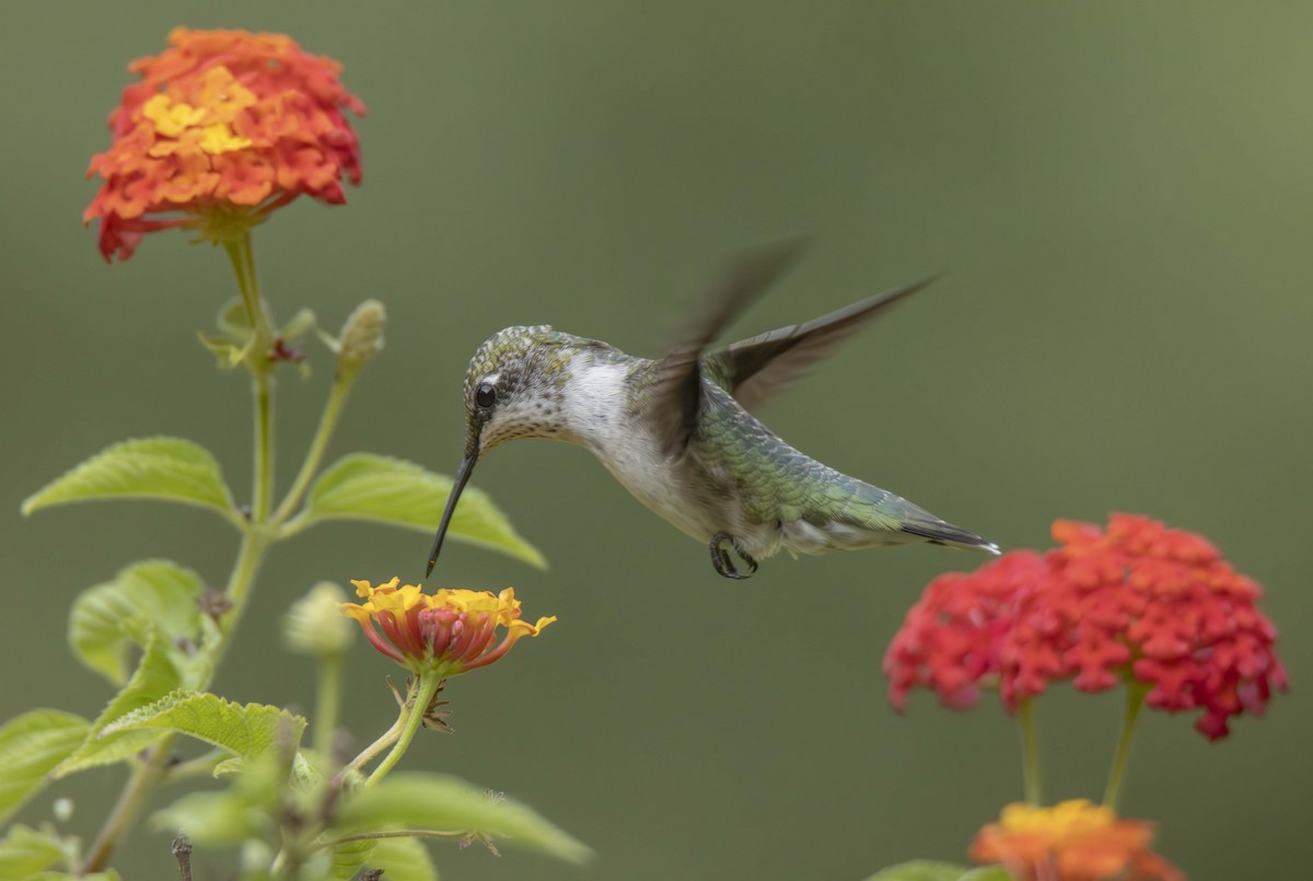 Ruby-throated Hummingbird - Ed Wransky