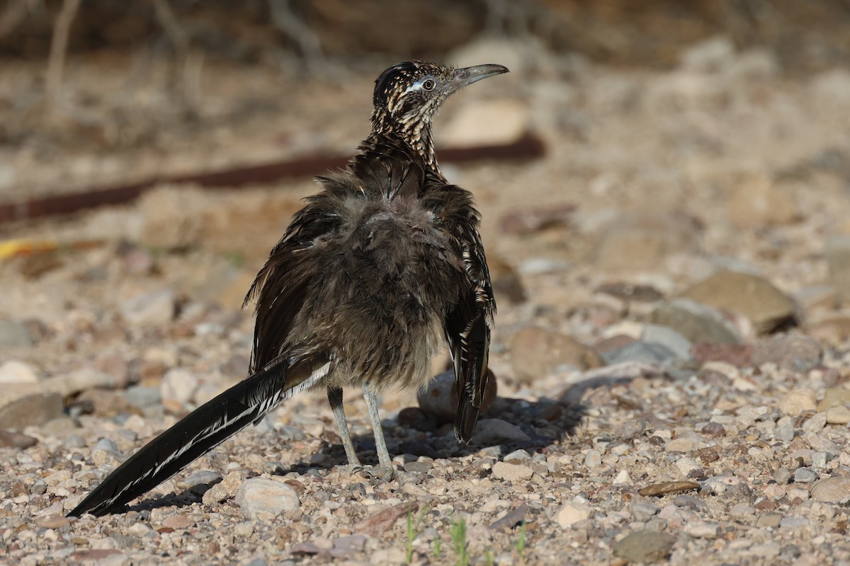 Greater Roadrunner - ML623376760