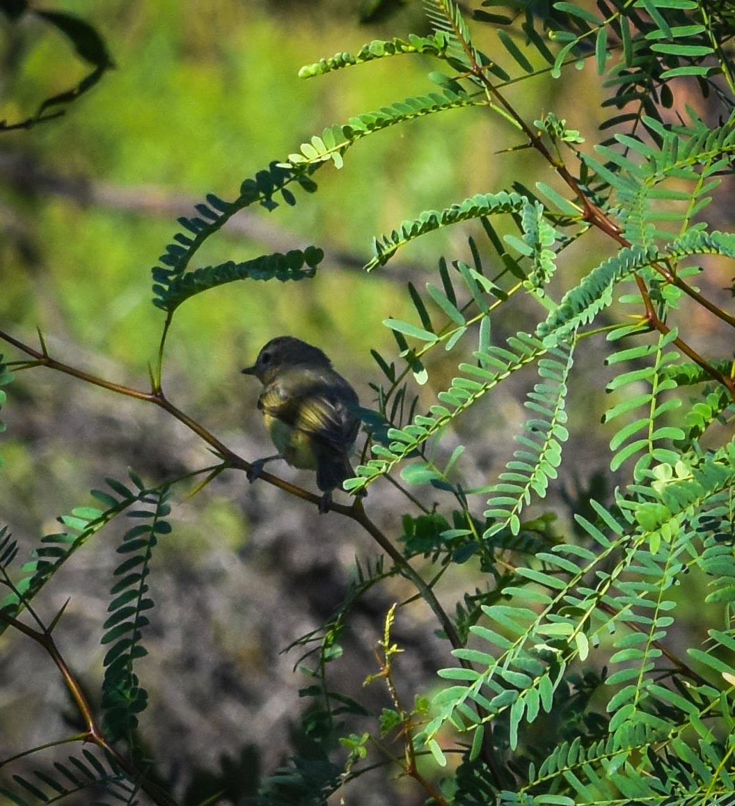 Warbling Vireo - ML623376779